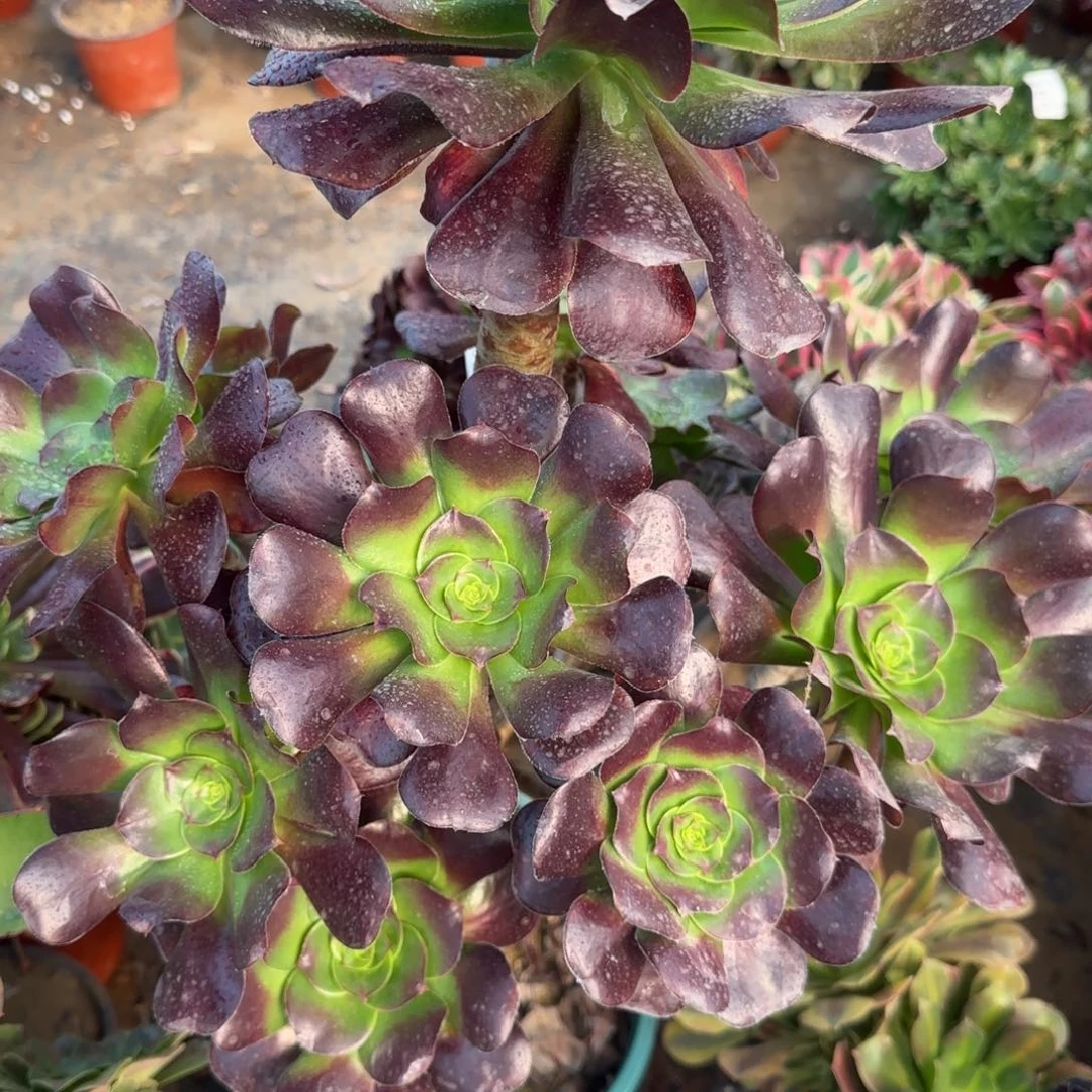 孤品巫毒四年桩包邮断枝不包