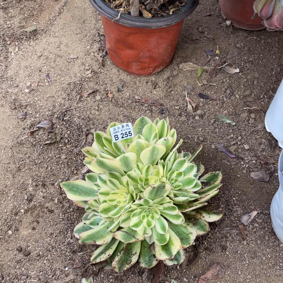 255火龙果多肉法师断枝不包量