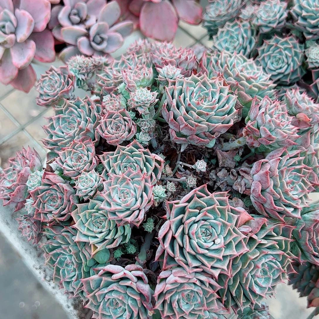 海滨格瑞带盆土精品特价
