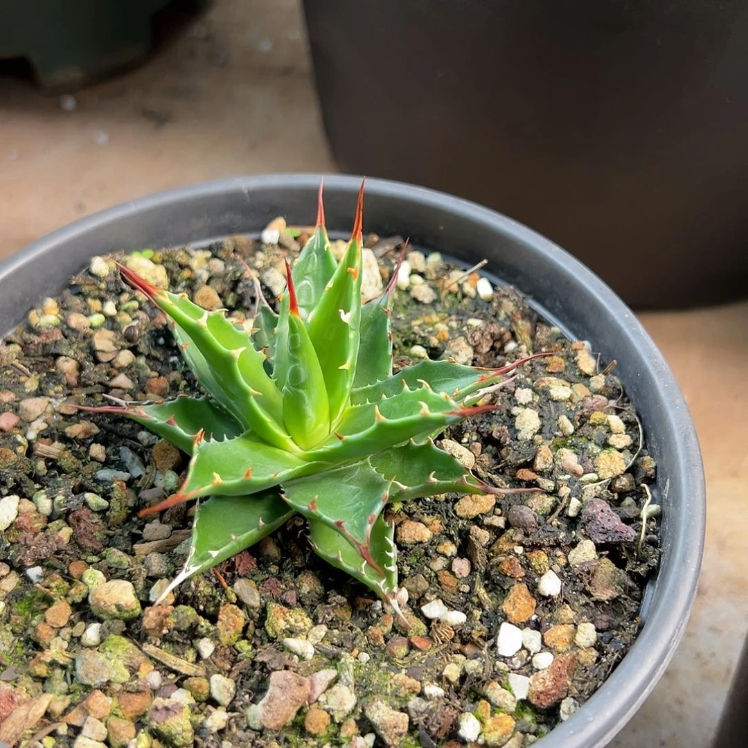 无花朵多肉植物蒙塔纳实生