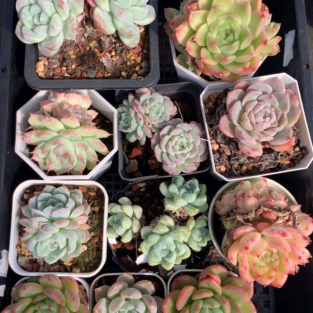 1110-16 套餐一组