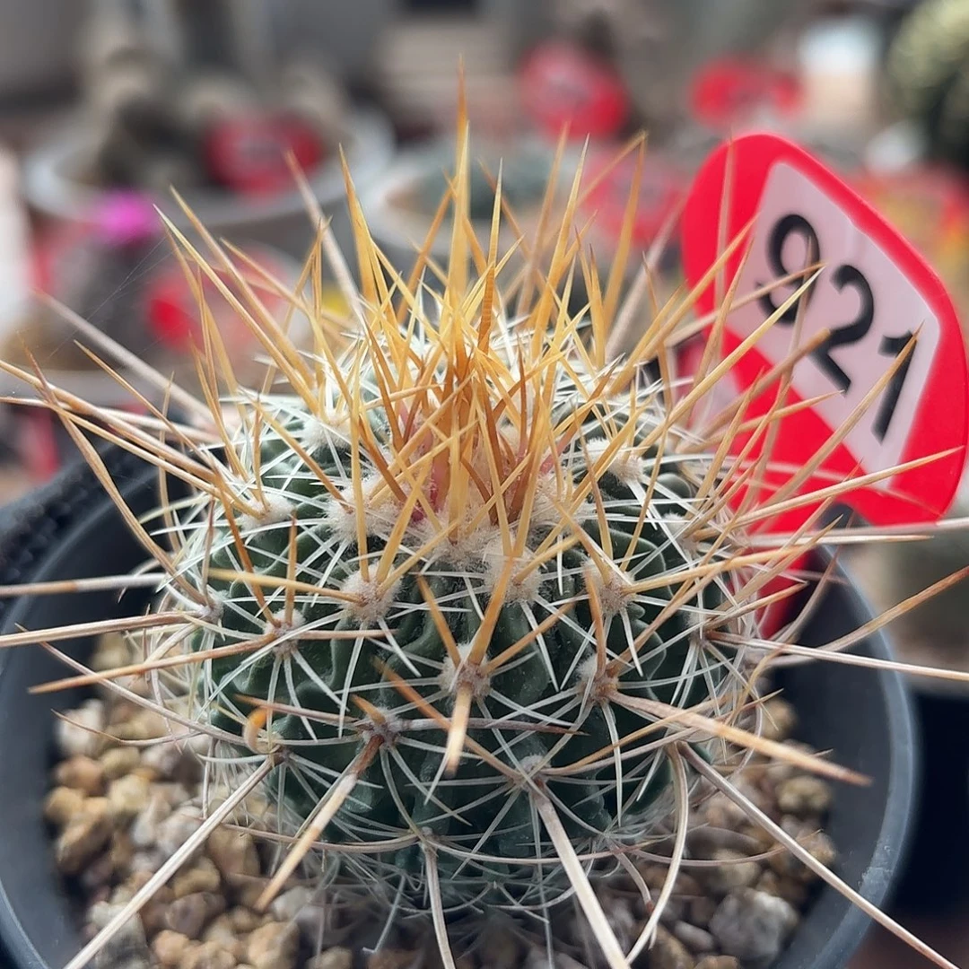 仙人球实生多棱玉雪溪