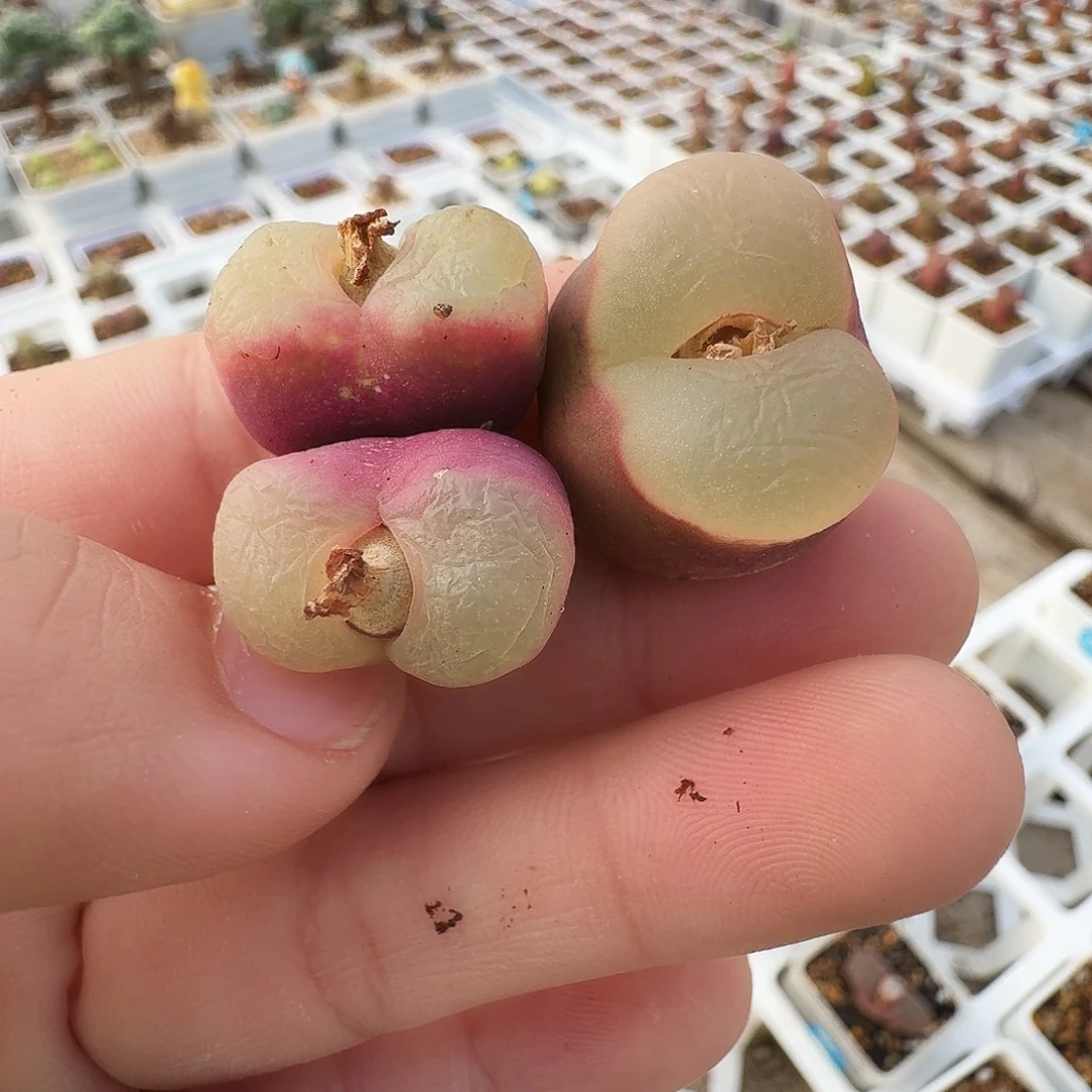 大***胖多肉植物福利果冻毛