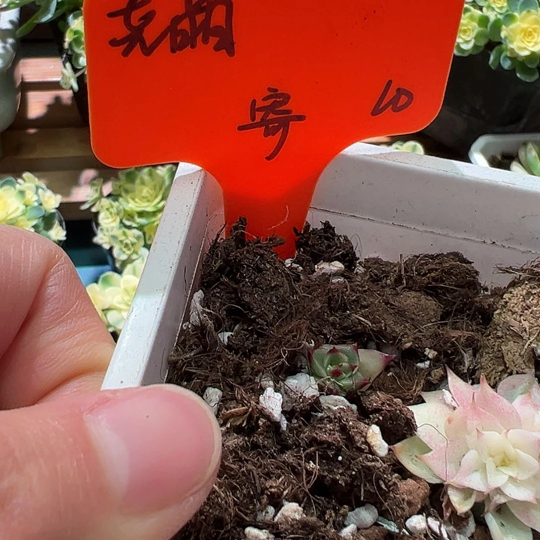 尧*斗牛士锦小苗，绿菜