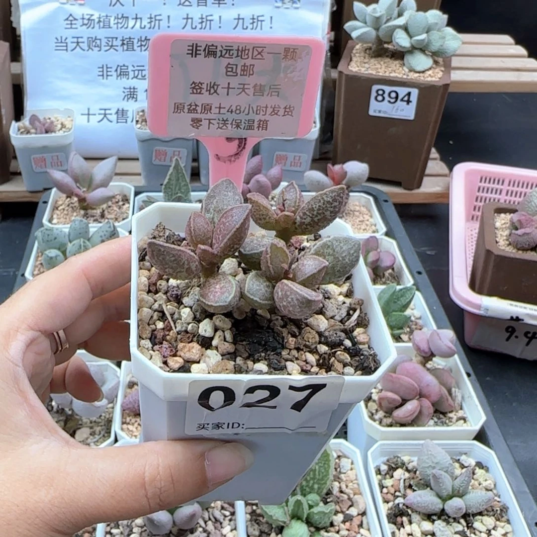 027胖虎多肉植物