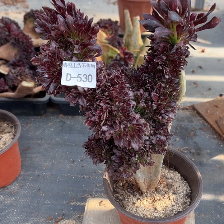 逗***~530 黑法缀高28 公分