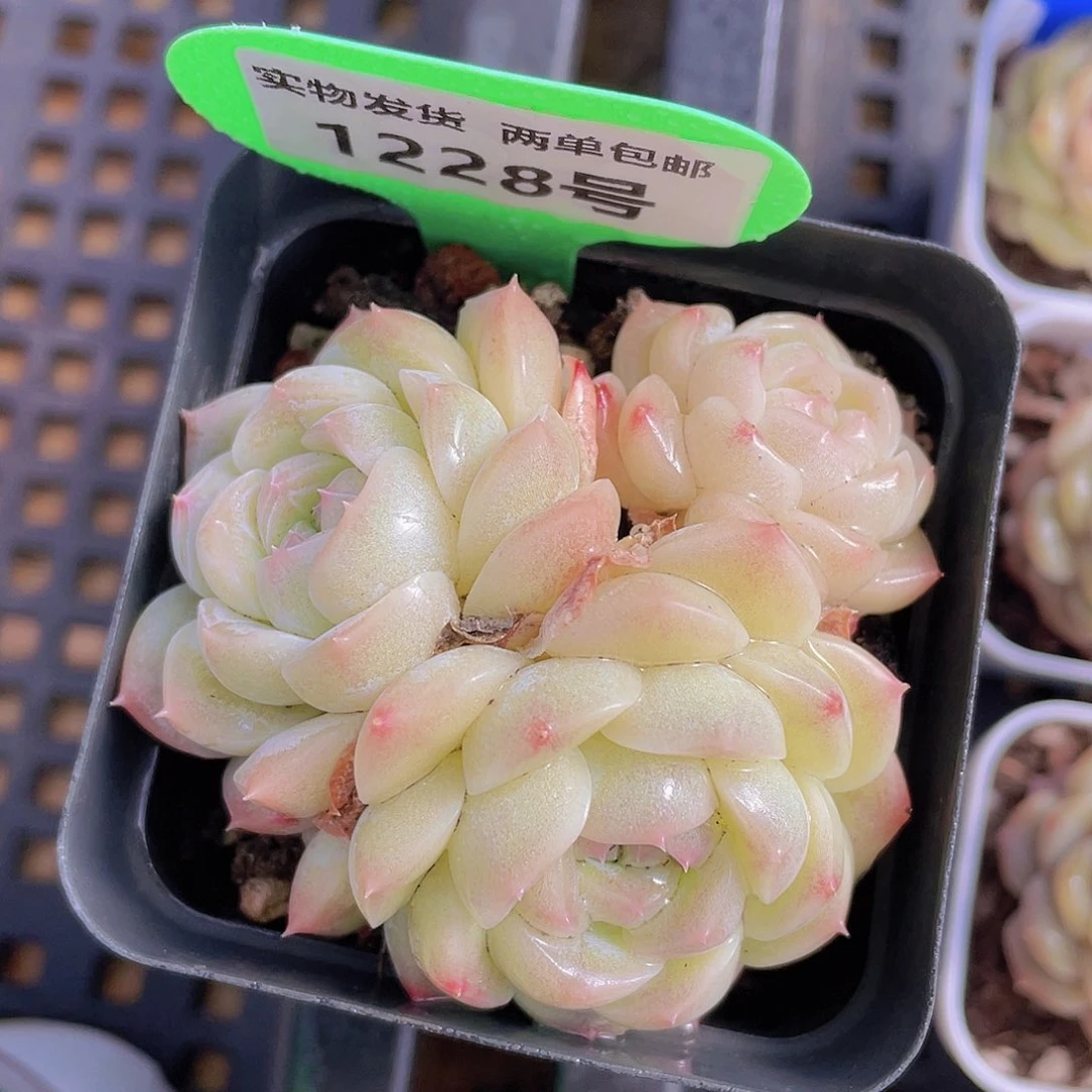 1228号 白桃汽水群生一个