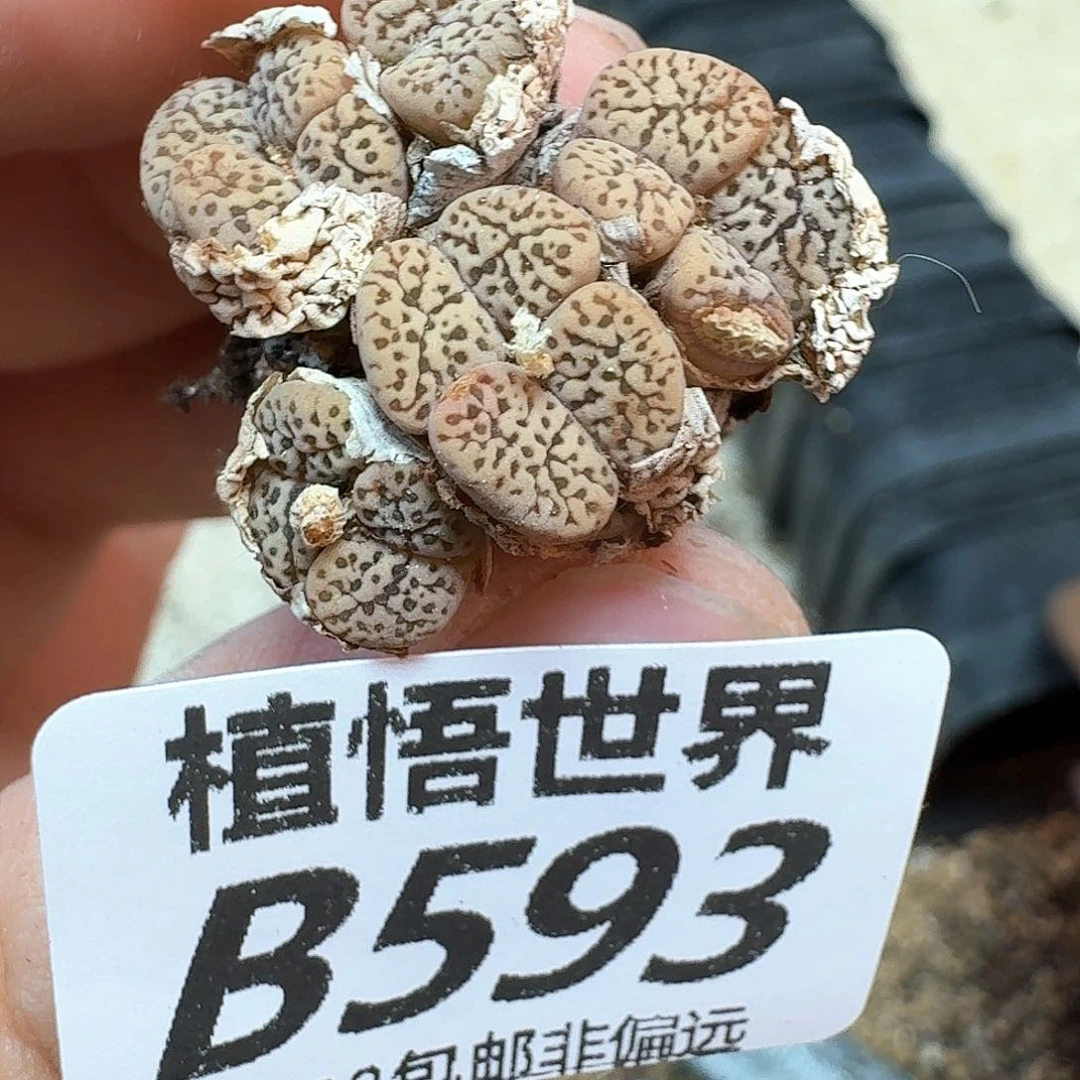 多肉植物的润泽额d f