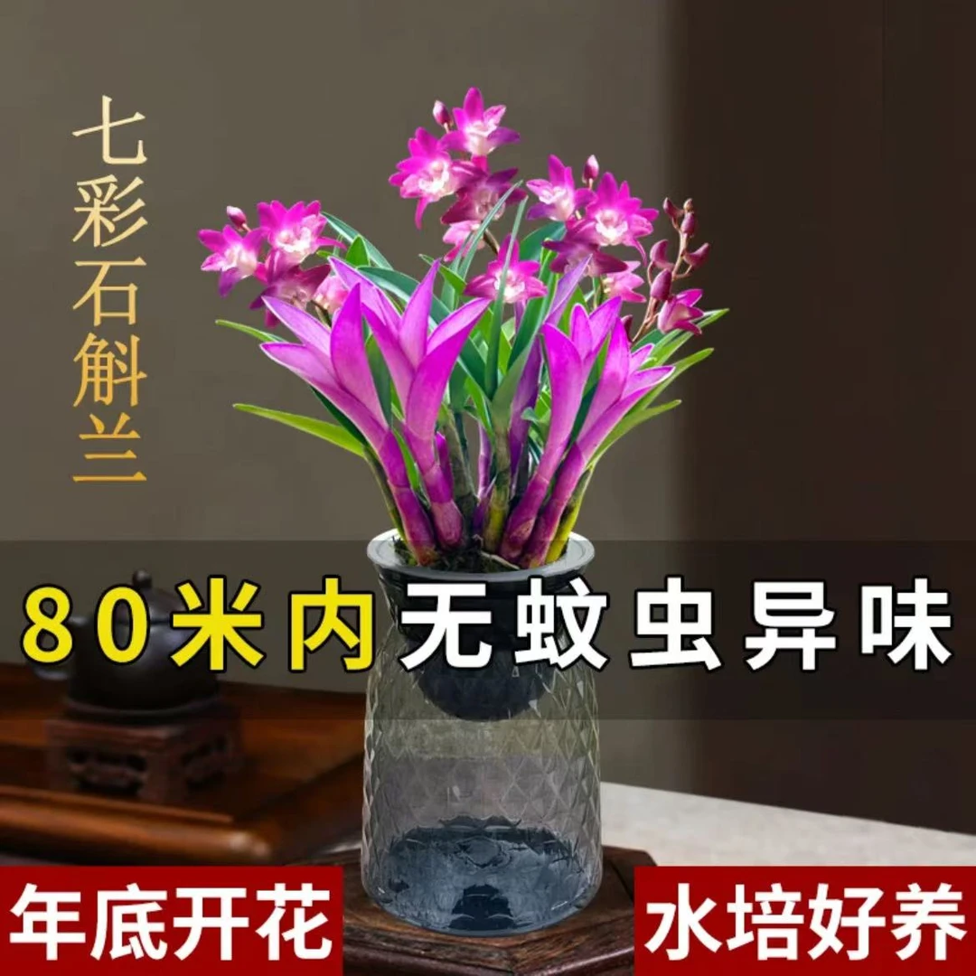 紫叶石斛兰年底带花苞石斛室内外花卉绿植古香
