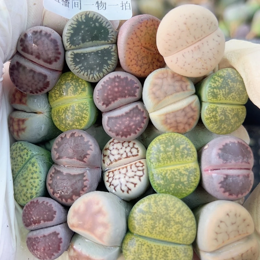 8752 好养易活生石花大母本18个