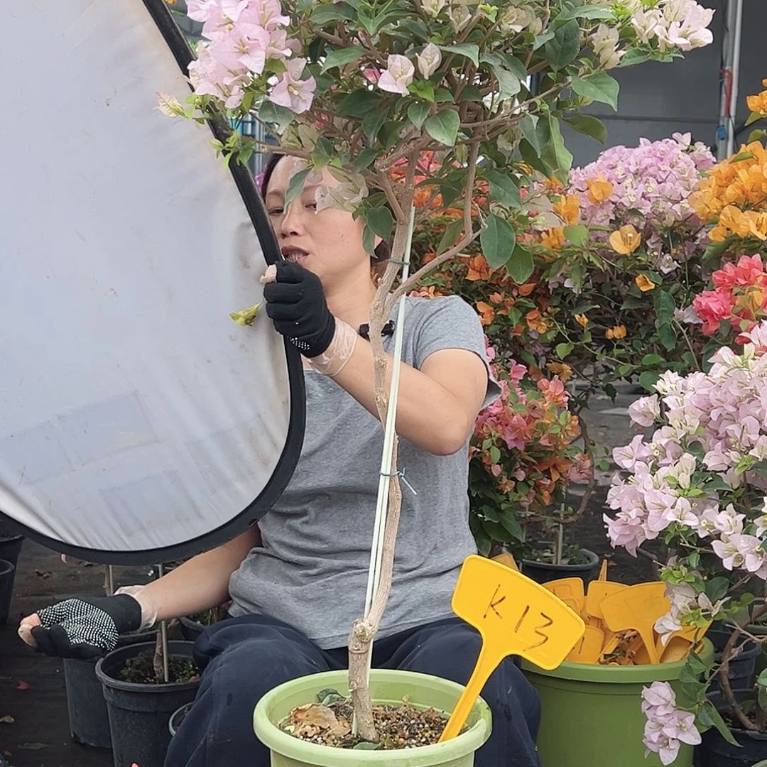 陌***₄大部分花苞少量开放K13苹果花