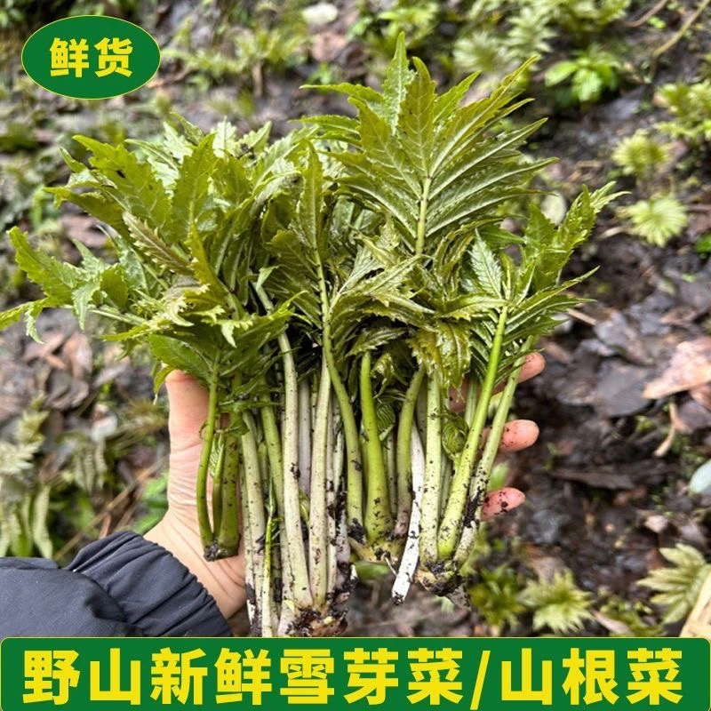 助农增收四川平武高山新鲜现摘野菜雪芽菜当天发货助农丰收