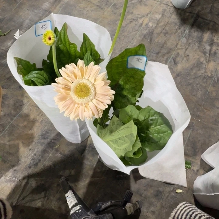 包***,无花朵籽播高杆非洲菊一物一拍无售后28号