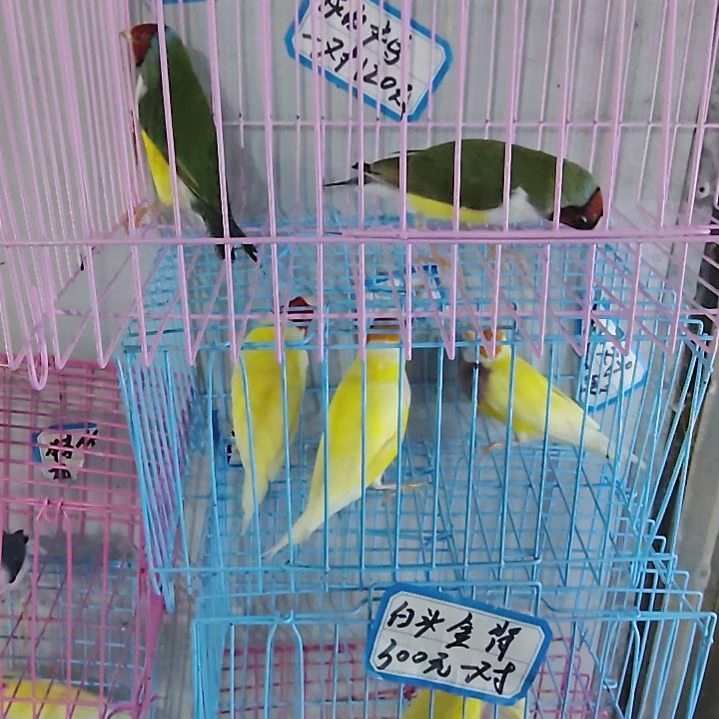 迟***川文鸟高彩一对包活到家收到货拍开箱视频