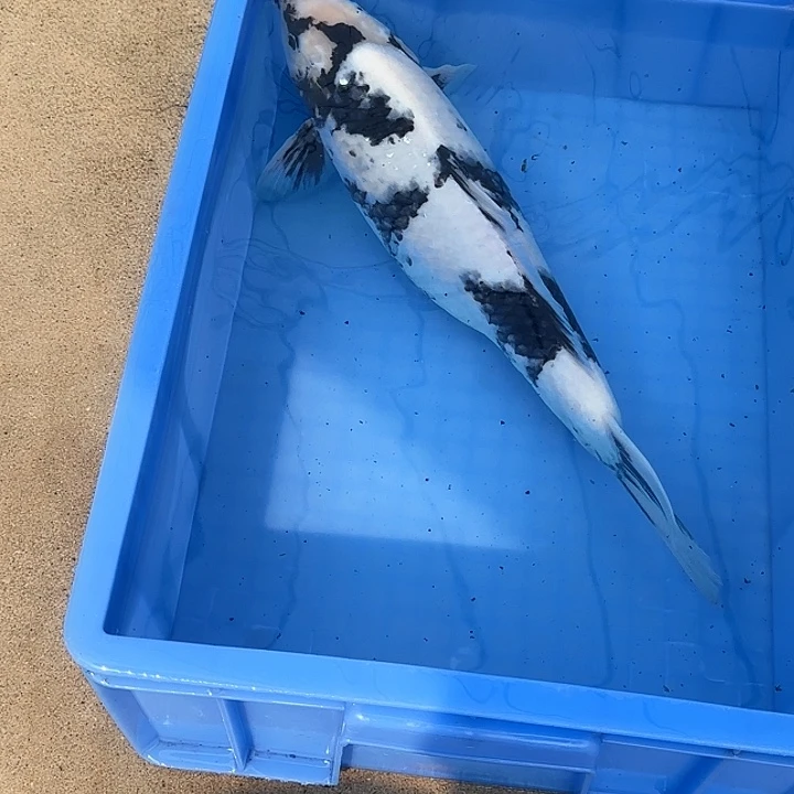海水鱼赤目芒果白写