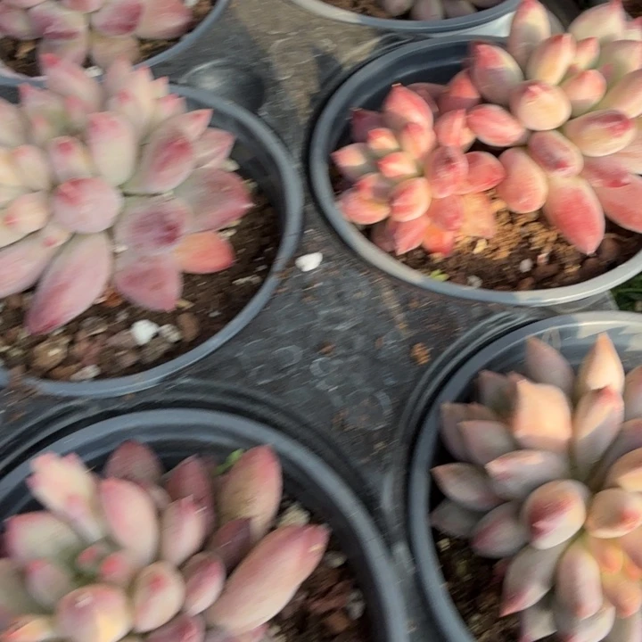 红虞美人双头。