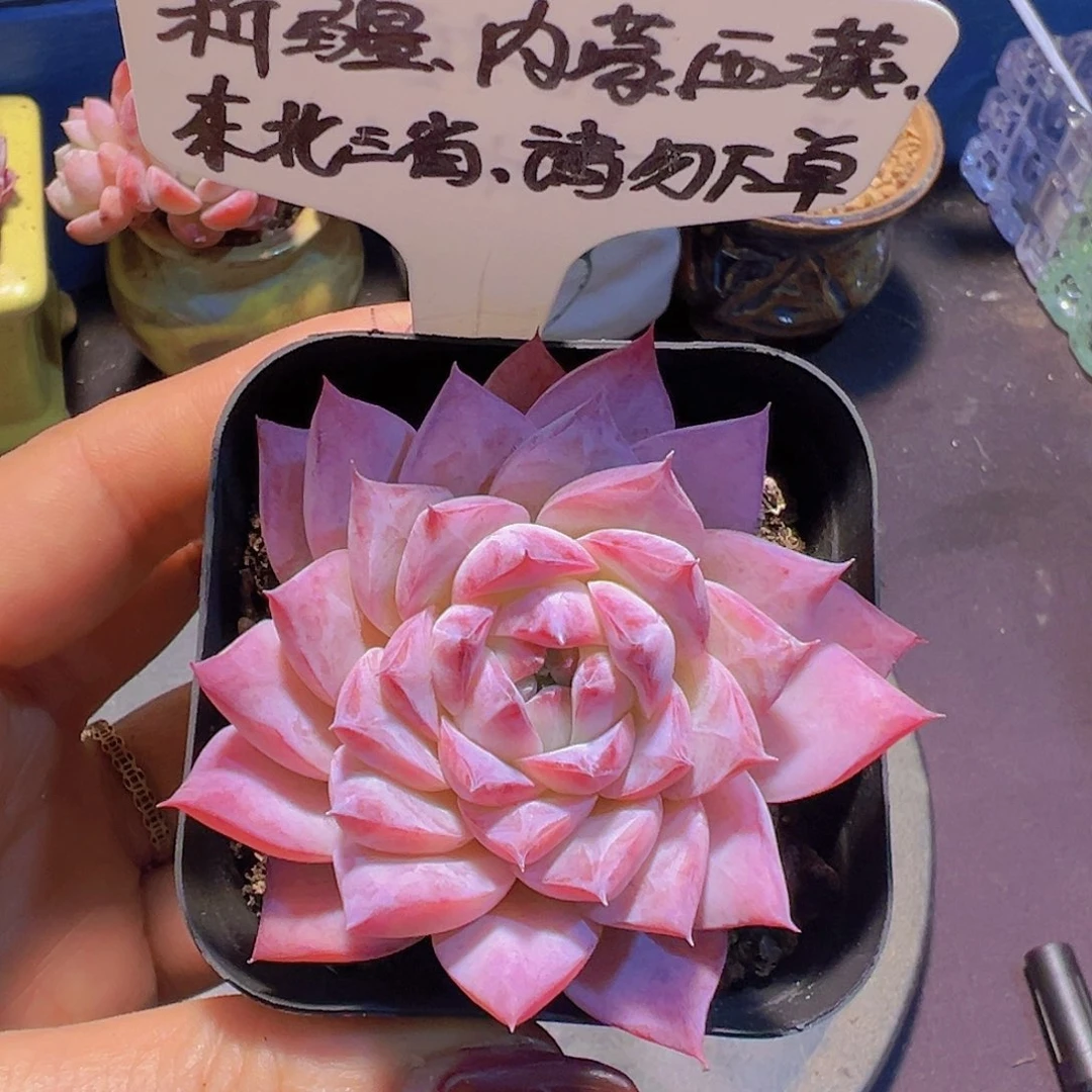 新品女王珍妮，一物一拍，