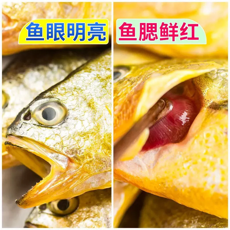 黄花鱼黄瓜鱼新鲜肉质鲜美1-2斤/条