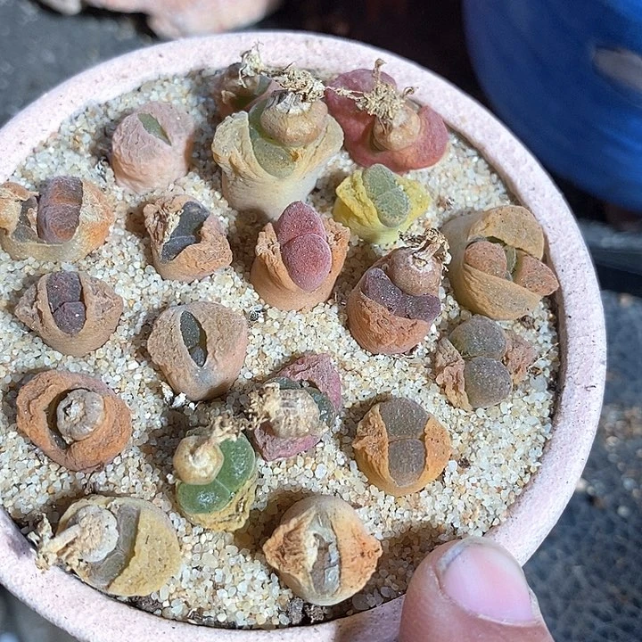 风铃混合一颗
