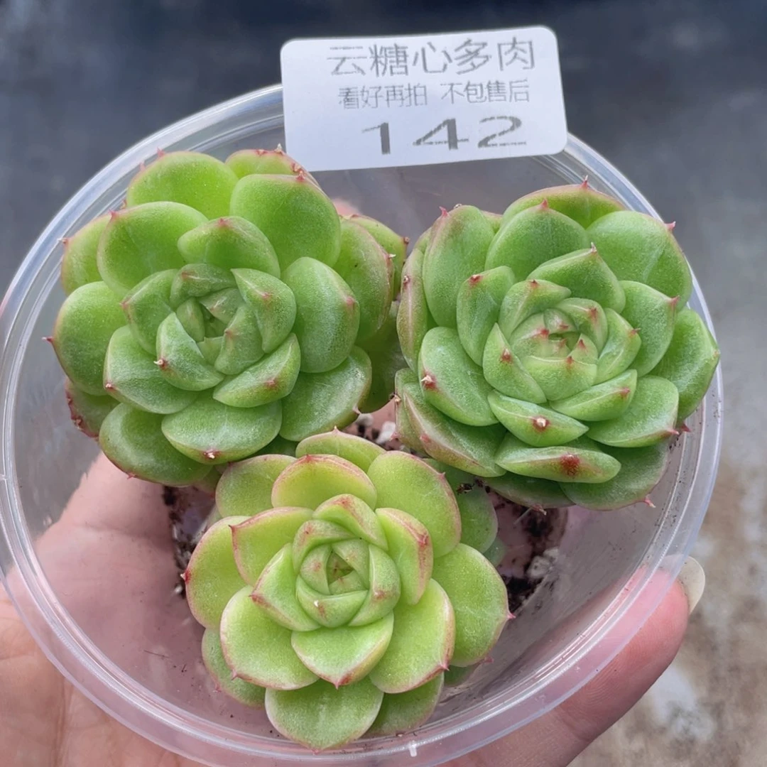 云糖心多肉植物142