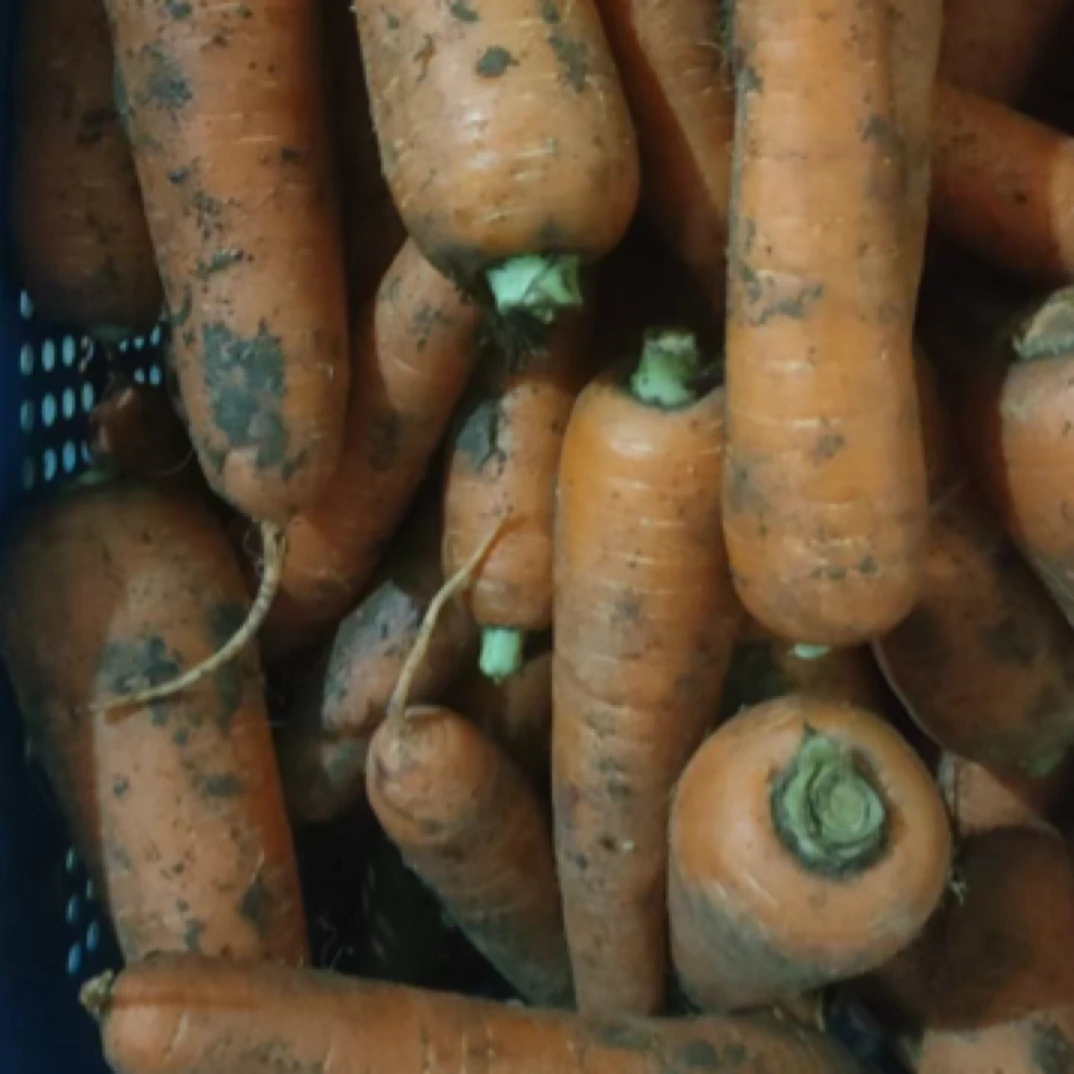 地产带泥胡萝卜约1-1.2斤/份胡萝卜