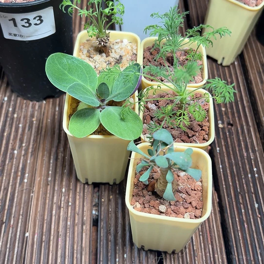 四****糖5颗块根植物带盆发货