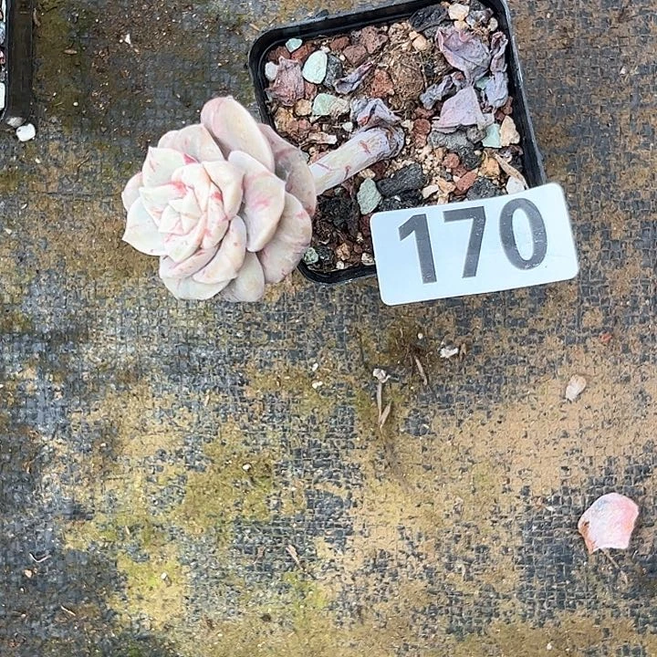 仙*✨多肉植物一物一拍