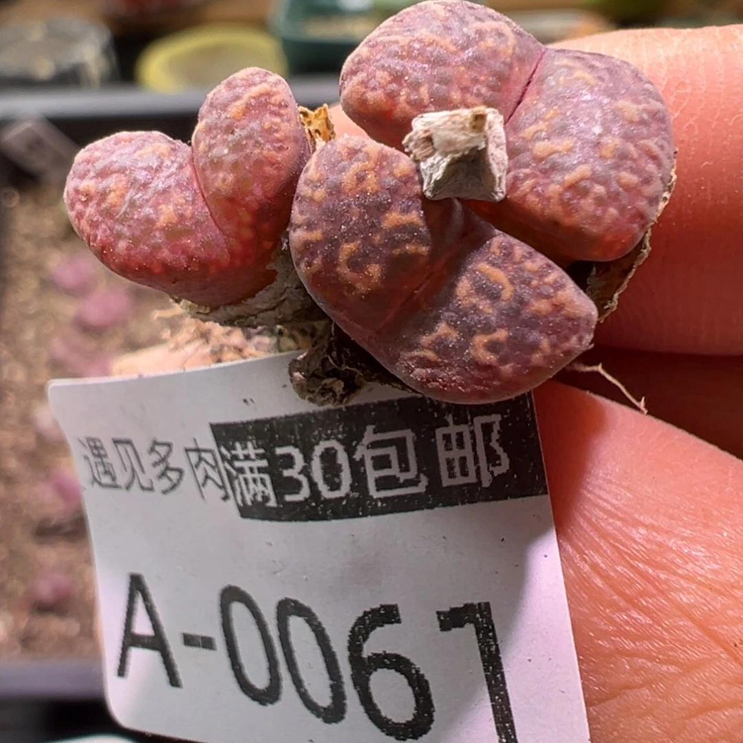 多肉植物11111111111