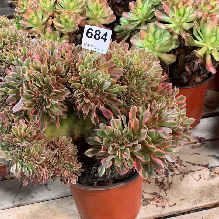 684女神缀多肉法师