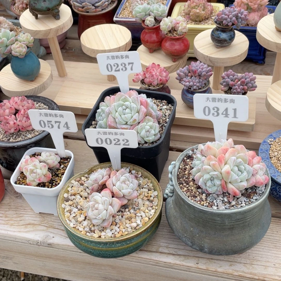 Y*W0574034102370022冰玉