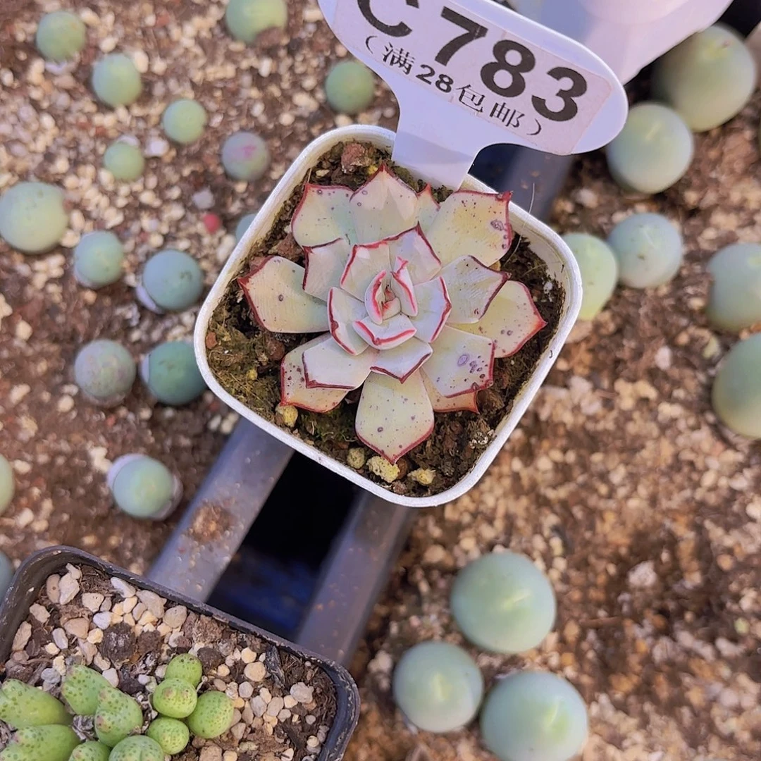 C783剑斯诺娃一物语拍