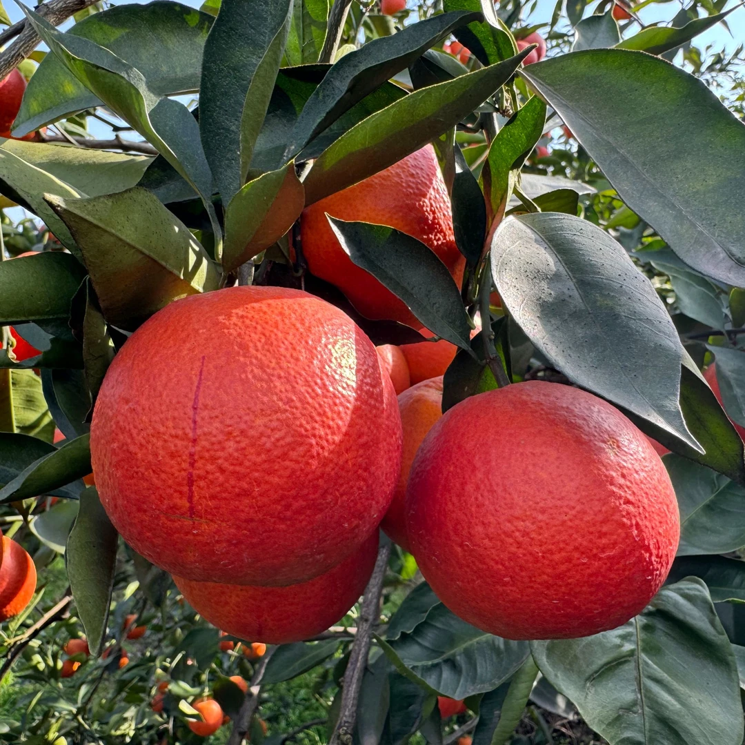 正宗长寿湖塔罗科老树血橙，现摘现发，应季水果