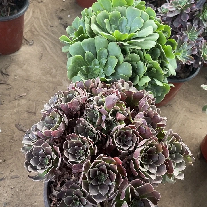 2号玫瑰玫瑰玫瑰玫瑰