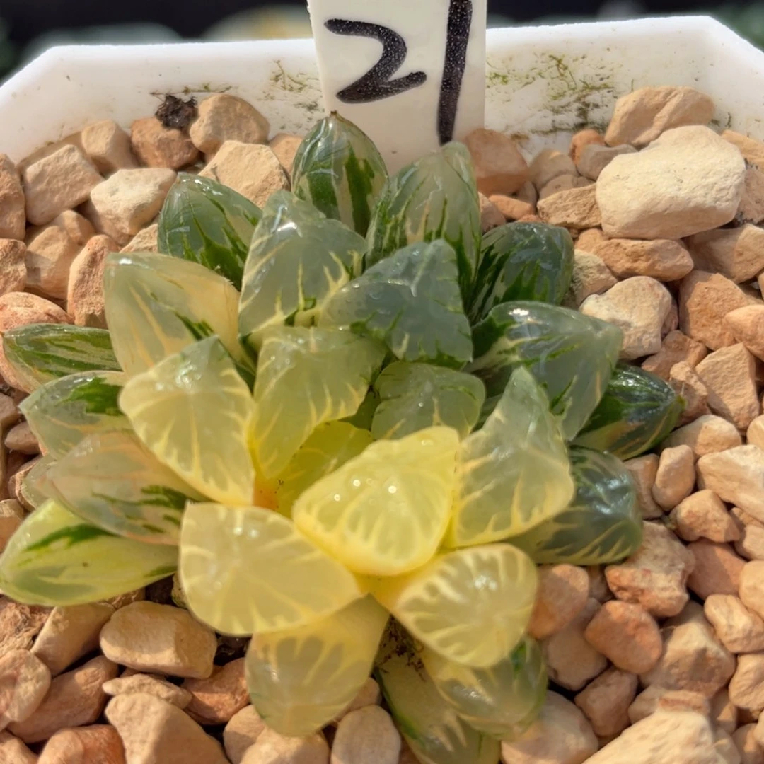 21残雪玉露锦。