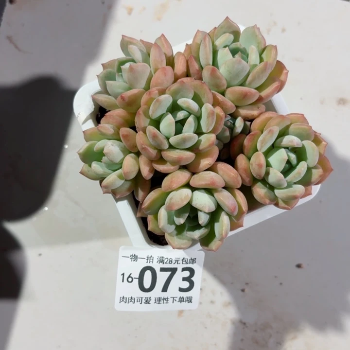 蜜桃格林无盆土发货多肉多肉
