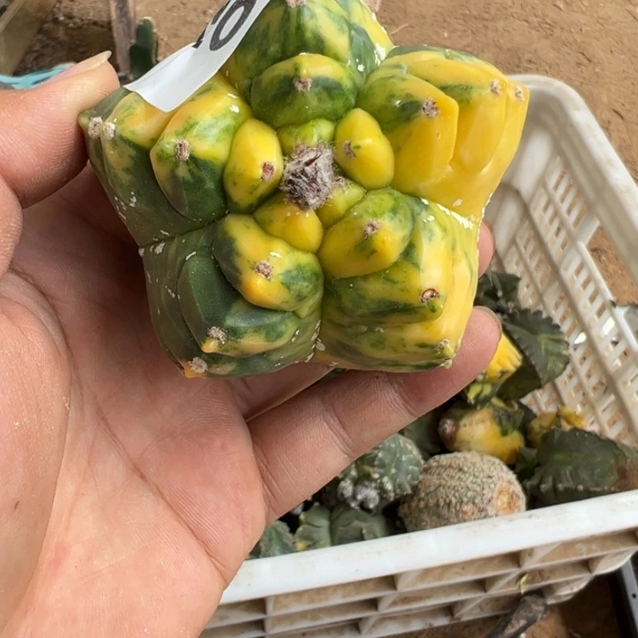 指***符龟甲鸾锦仙人球956号