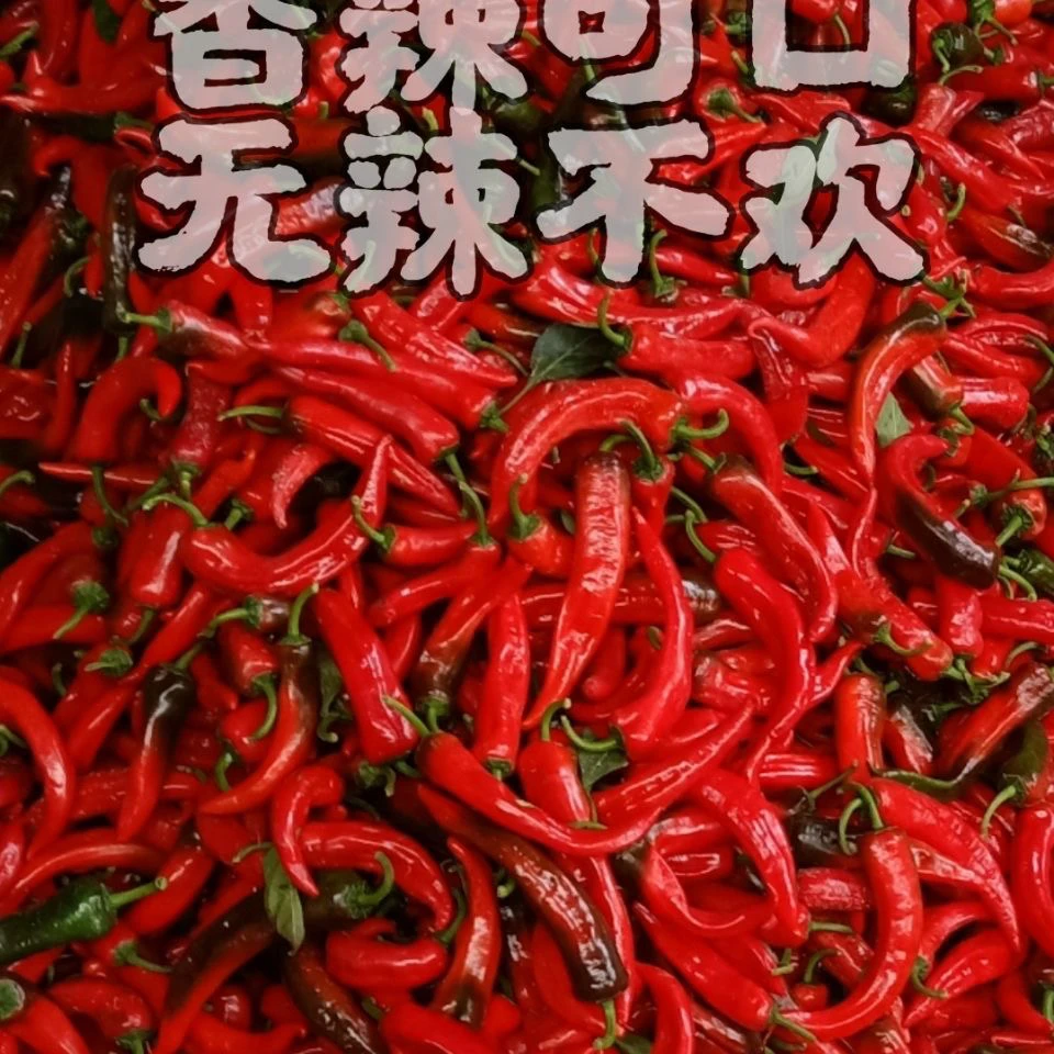 东北辣妹子红辣椒特辣辣椒