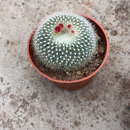 白雪光带花苞一物一拍（花期长）