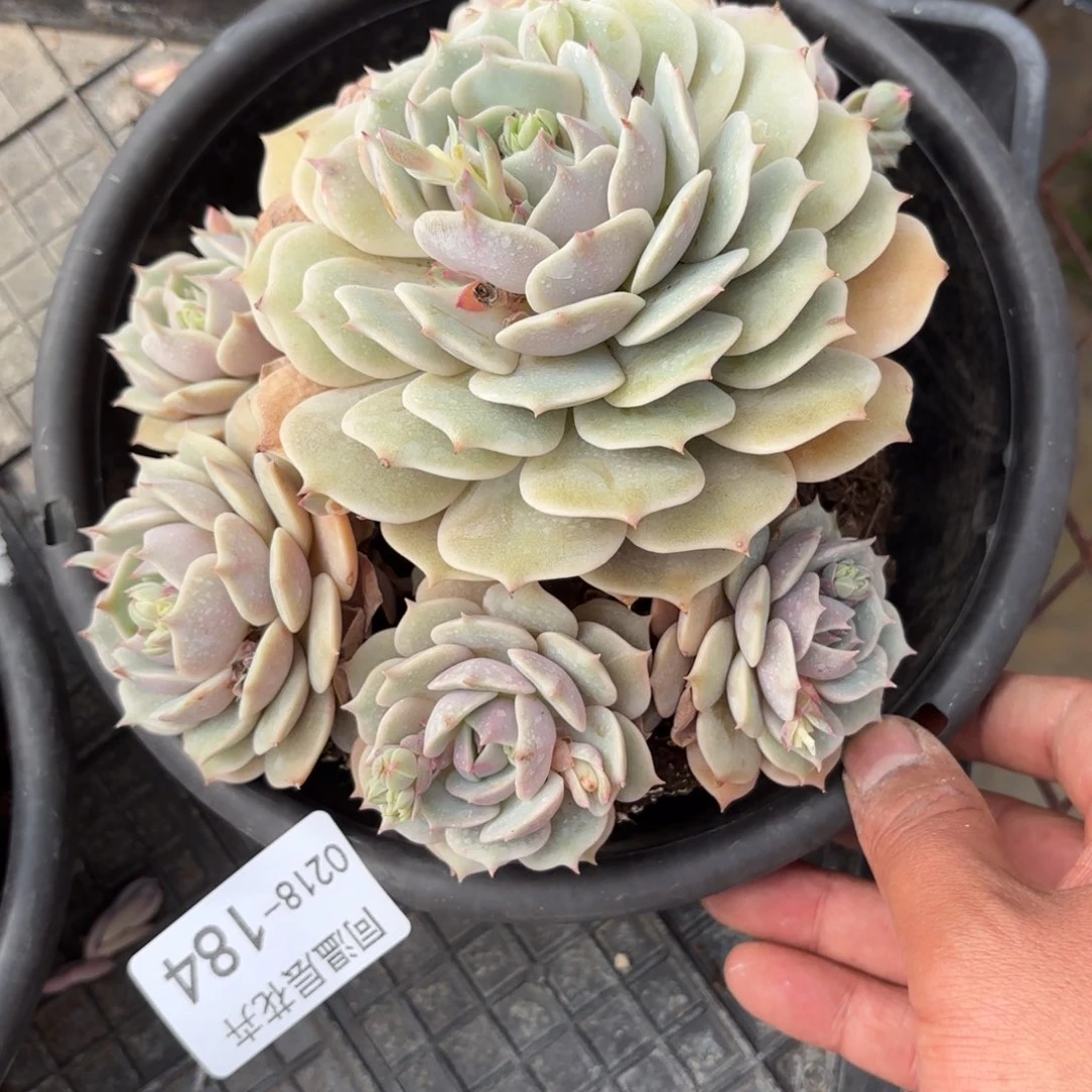 同温层多肉184露娜莲