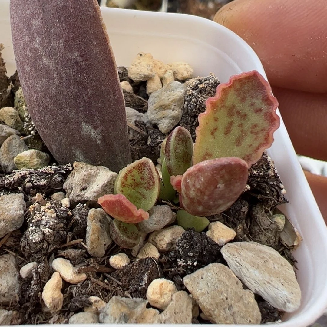 雨蝶多肉植物水泡