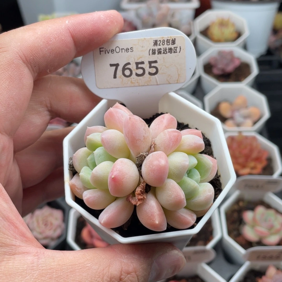 奶糖7655-5.5厘米