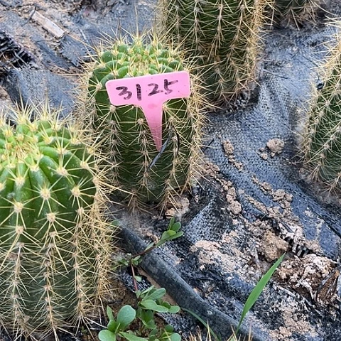 用****0大仙女微瑕3125毛花柱