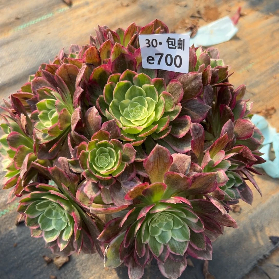 700万花筒多肉法师