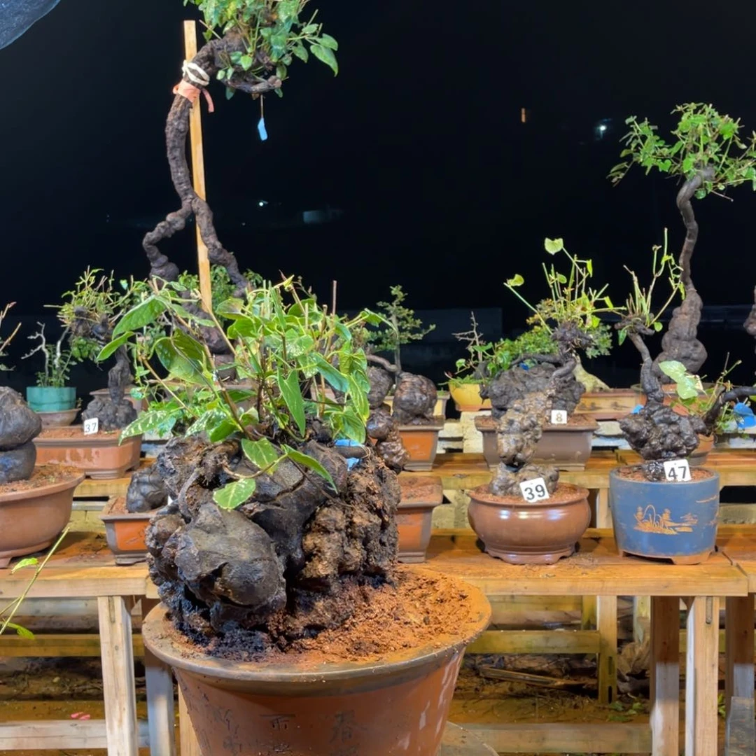 完全开放规划和v把你妹妹们都看看