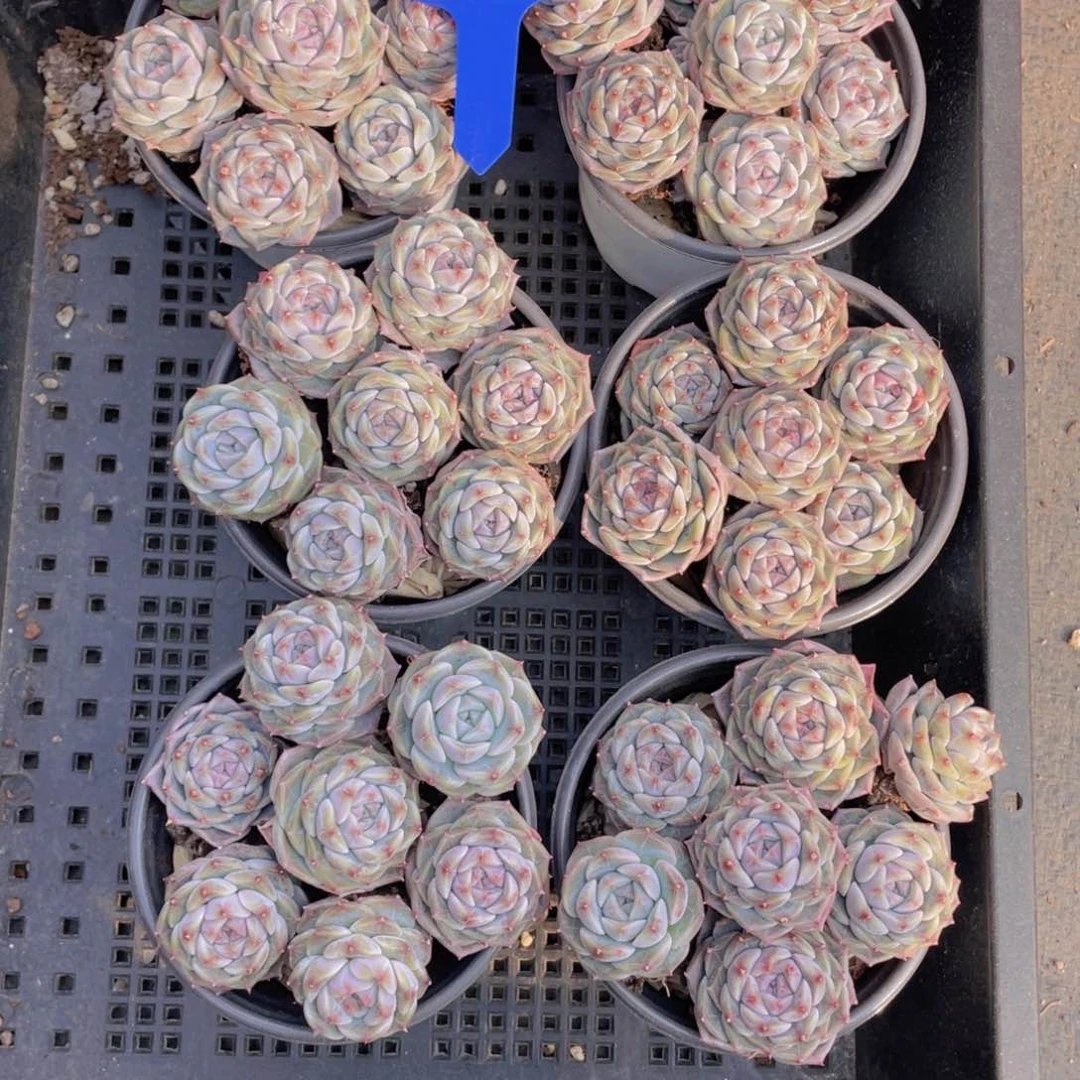 1152号钻石冰魄组合14个