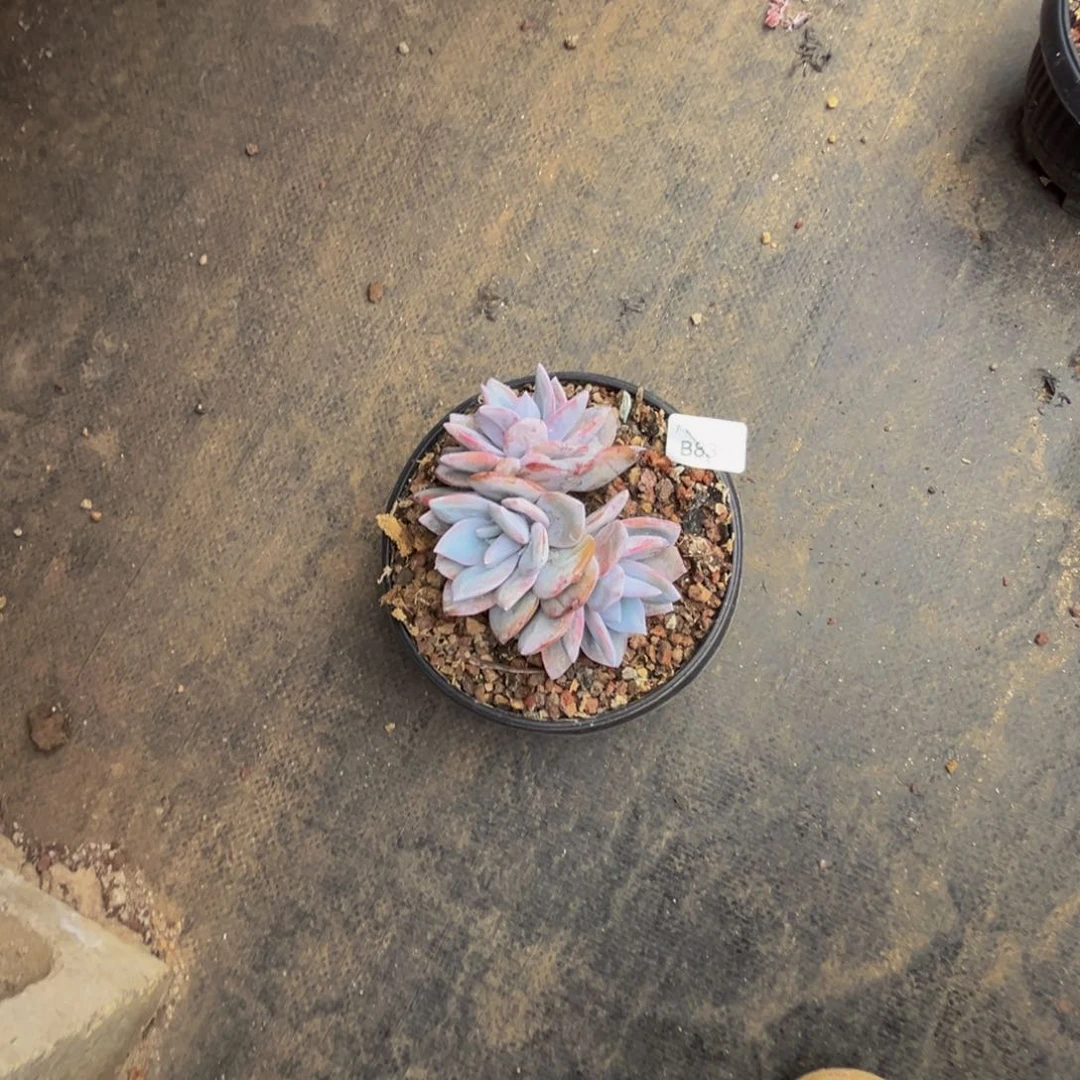 b b b b b b b b 83