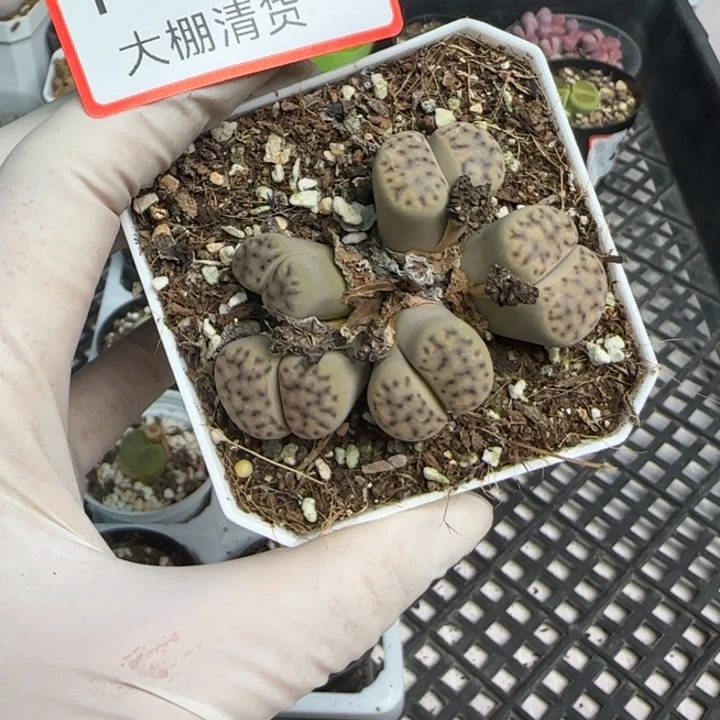 1440 大棚清货啦快来捡漏