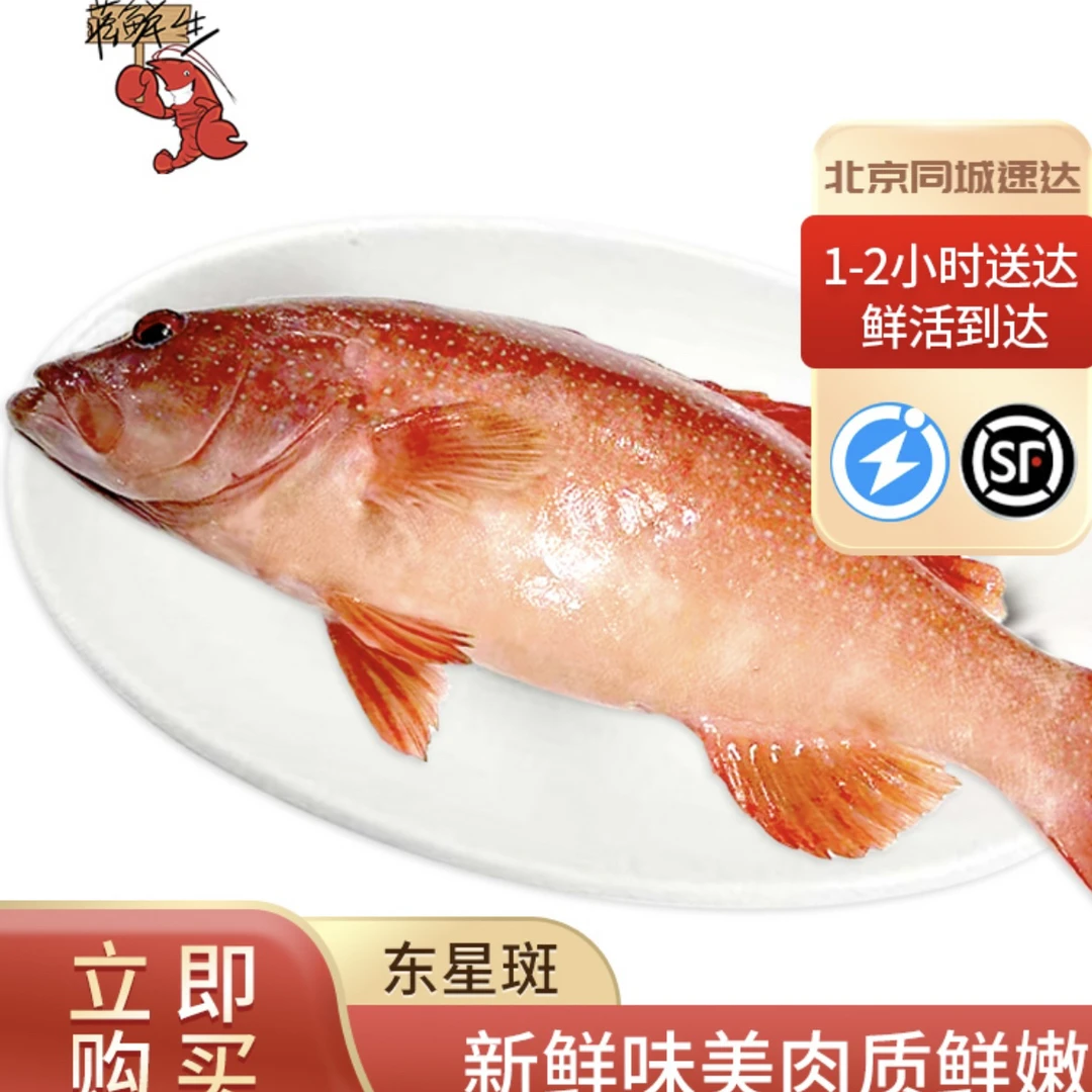 鲜活深海石斑鱼东星斑