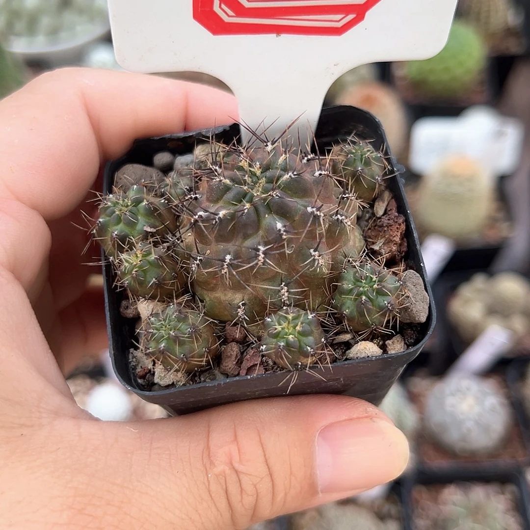 ꧁***꧂3往事多肉园仙人球往事多肉园