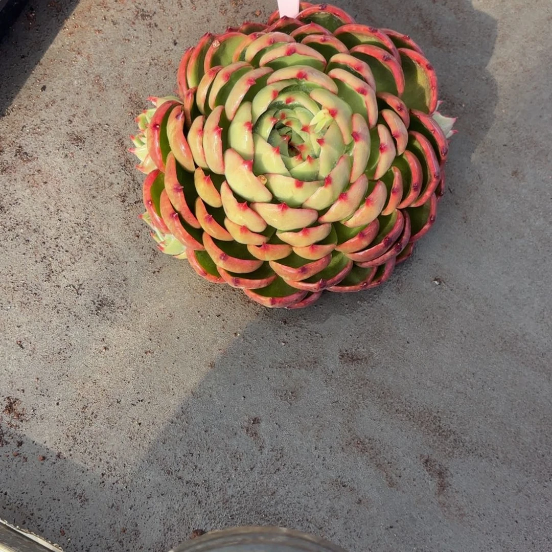 是不是返祖了也不知道